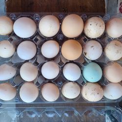 Organic Fresh Eggs 5 Dollar Dozen