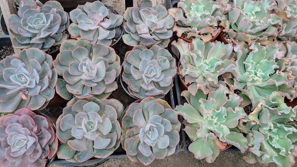 Succulents