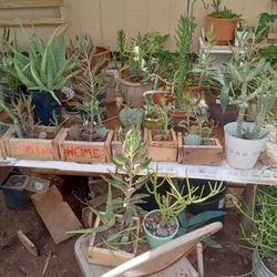 Outdoor Cactus 🌵 and  Plants 