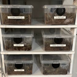 Isopod Insect Spider Bin American Made 