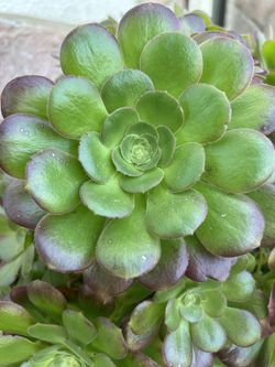 Aeonium Succulents For Sale