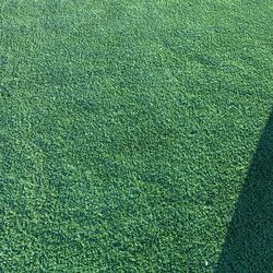 Turf For Sale