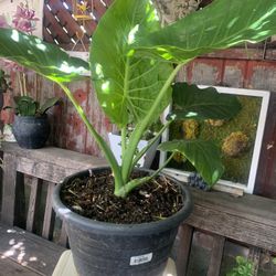 Elephant Ear Plant 5 Gallon.