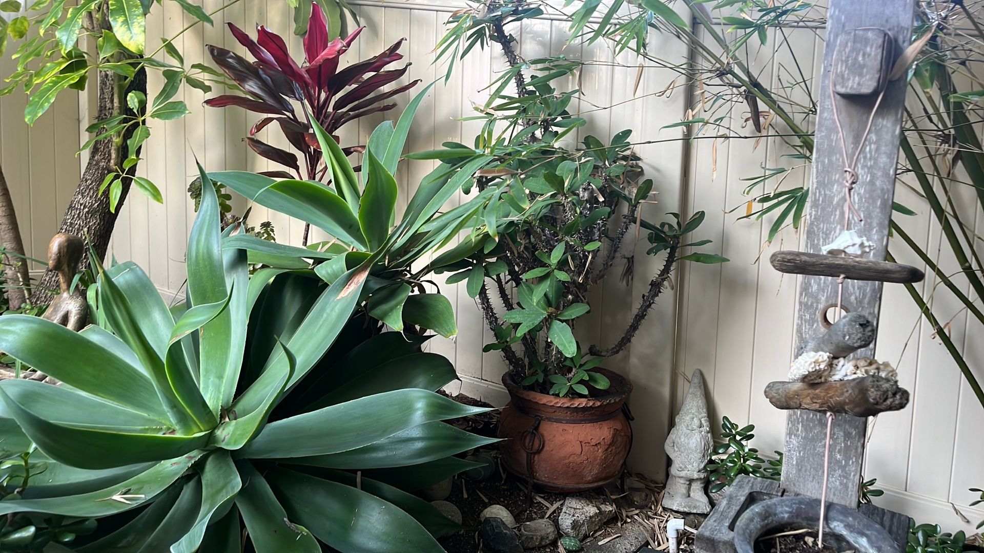 Plant