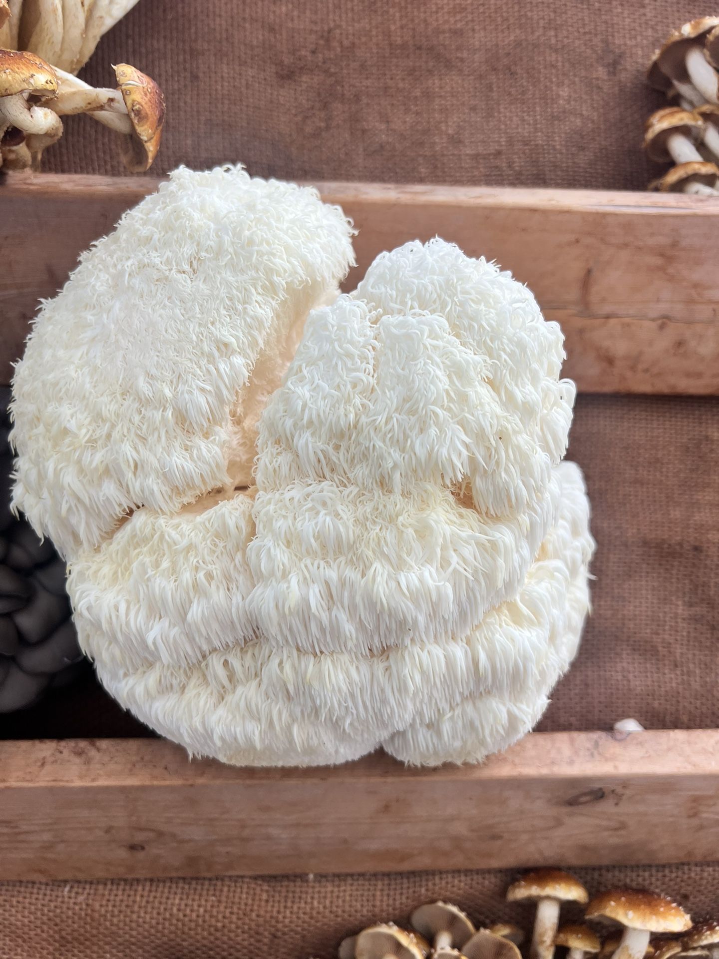 Lions Mane And Maitake Mushroom
