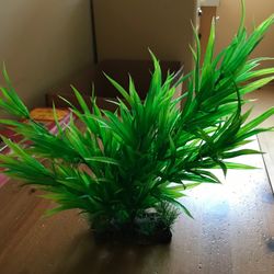 Fish tank Plant