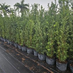 podocarpus staring 4 feet only $10 and up