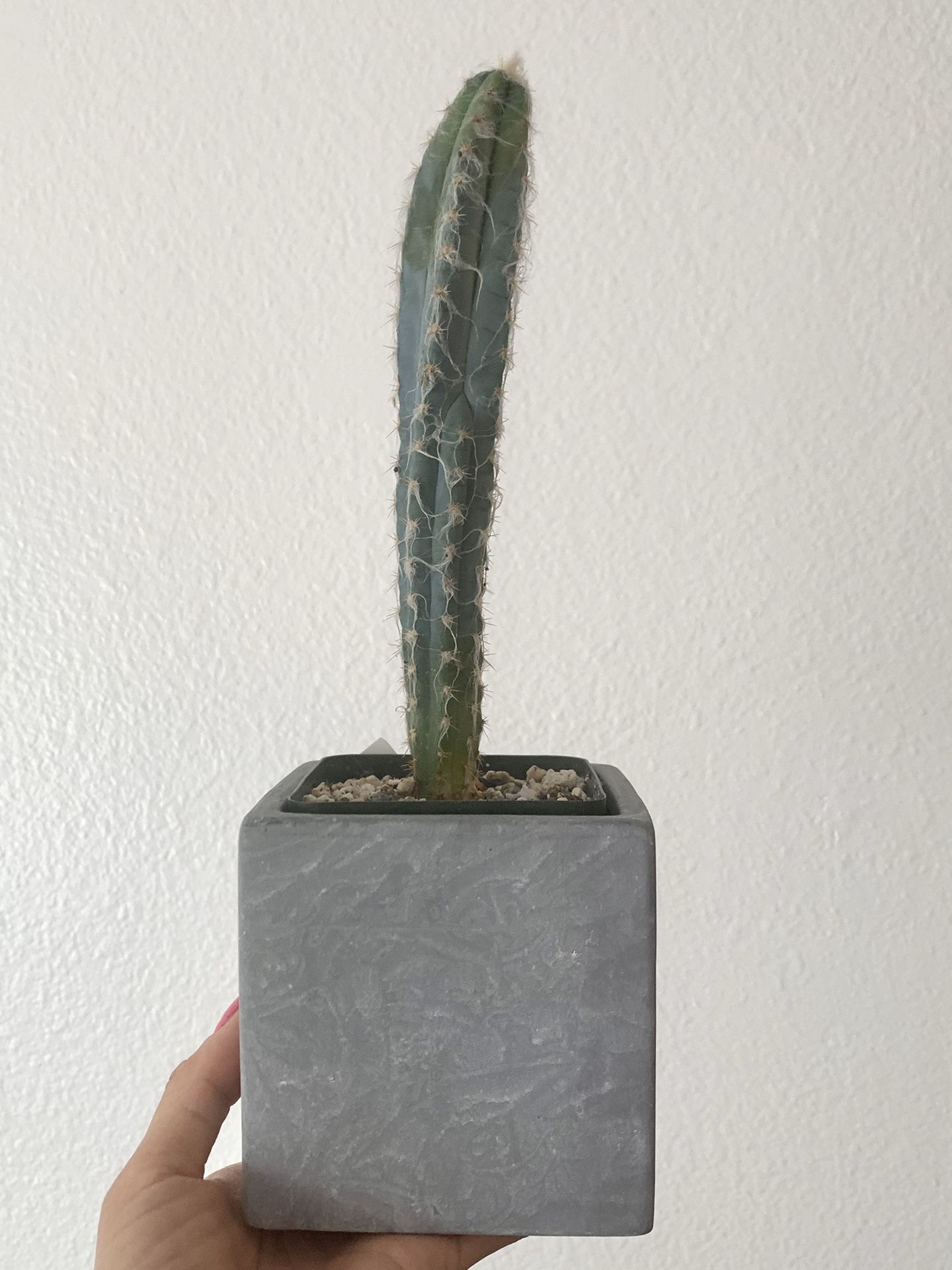 pilocereus glaucescens blue cactus rare!