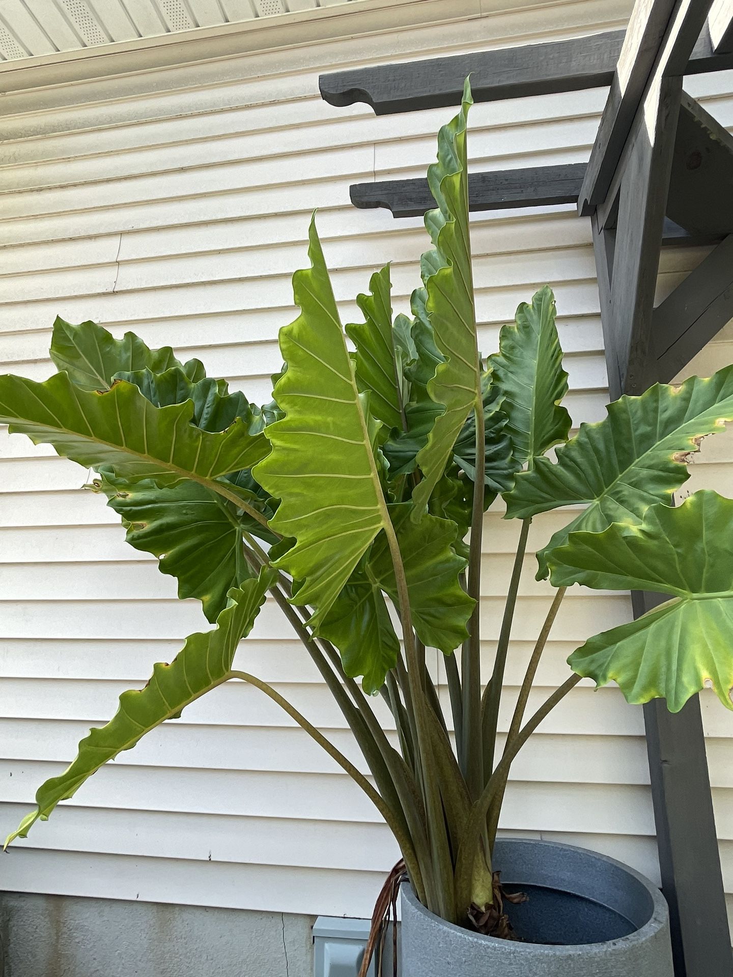 Extra Large Elephant Ears Plant