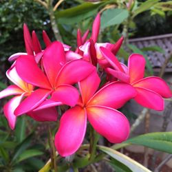 Plumeria Kaneohe Sunburst
