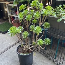 Suculent Tree