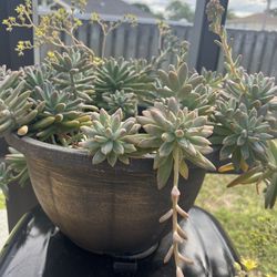 Plants Different ones In Big Pots 