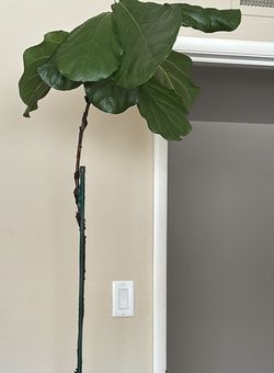 Fiddle Leaf 