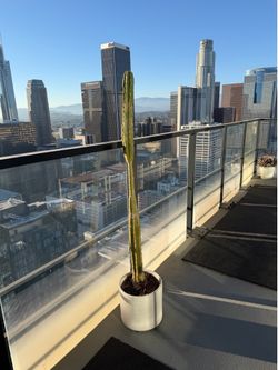 San Pedro cactus