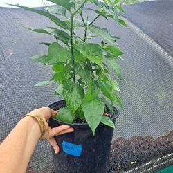 Hawaiian Chili Pepper Plants