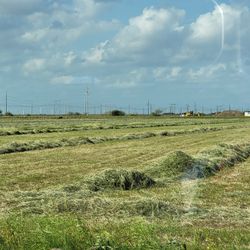 Coastal Hay Square Bales Fertilized