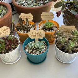 Succulent Plant Bundle … 
