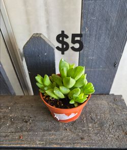 Haworthia