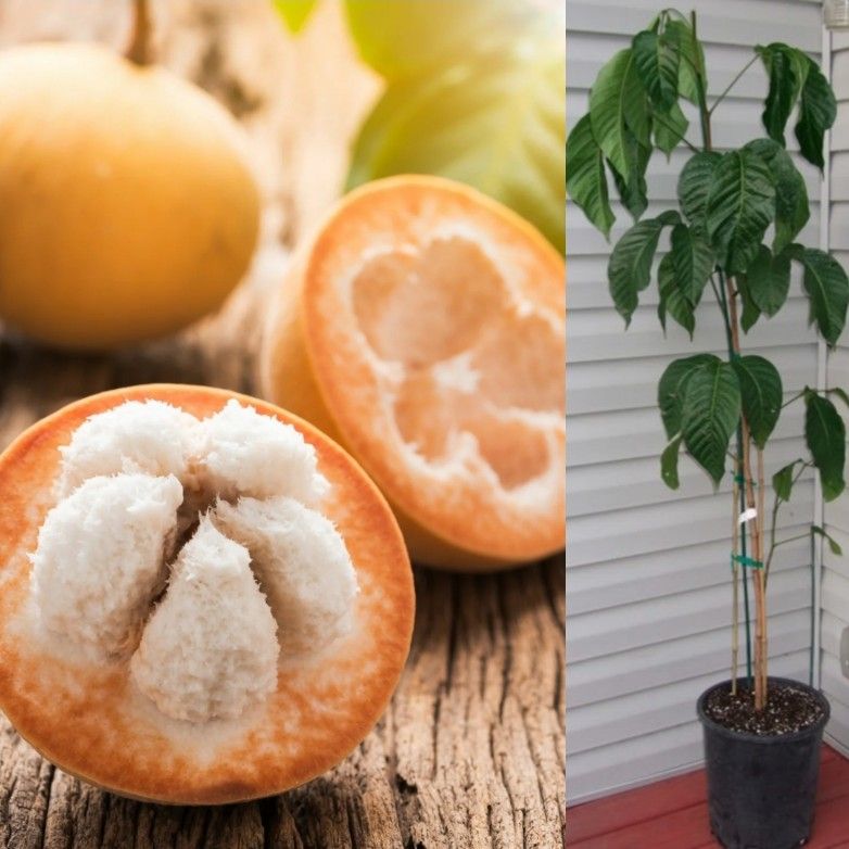 Santol Trees In 3gal
