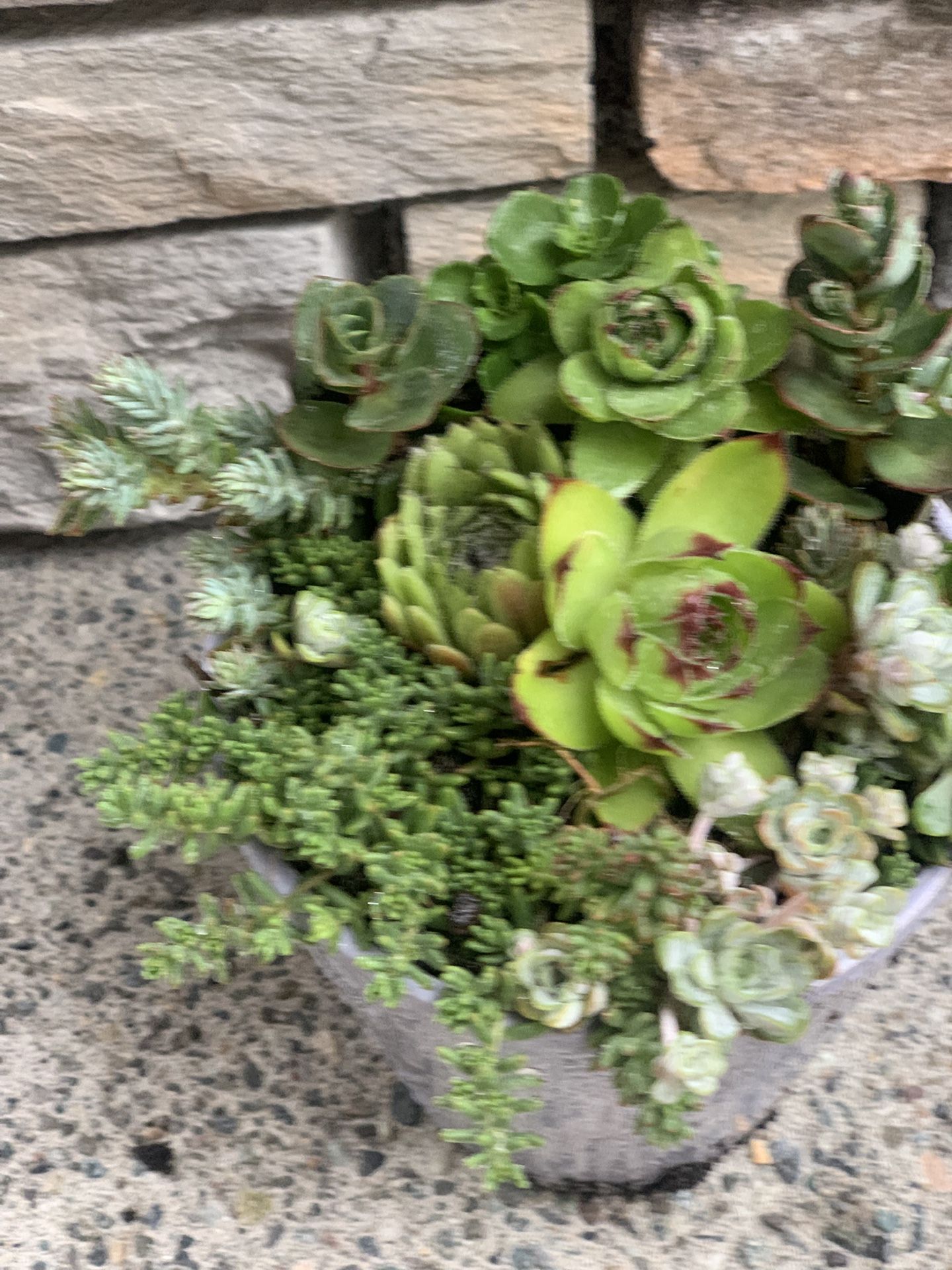Live outdoor succulent arrangement in gray ceramic pot