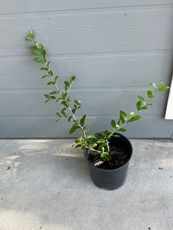 Barbados Cherry Tree