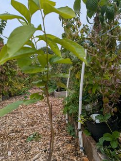 The Tree Organic Persimmon. Price negotiable
