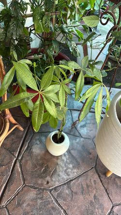 SMALL MONEY TREE