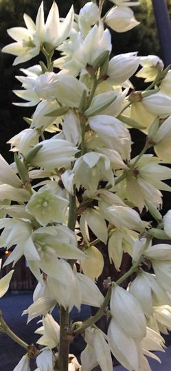 Yucca , Adams Needle, Perennial Plant.Please See All Pics.