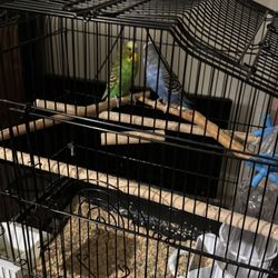Parakeets