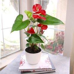 Anthurium 