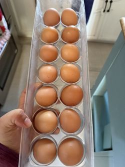 Eggs organic For Sale