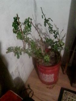 Rose bush