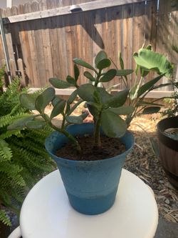 Jade Plant