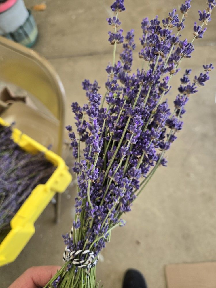 Lavender Bundles