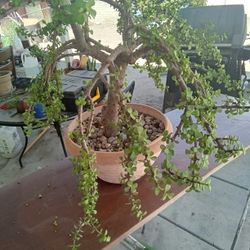 Bonsai Elaphant Bush 