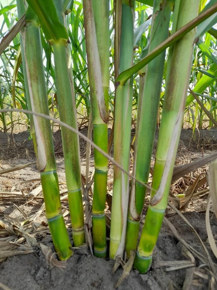 Florida White Table Cane Plants 