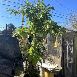 Flower Plant 