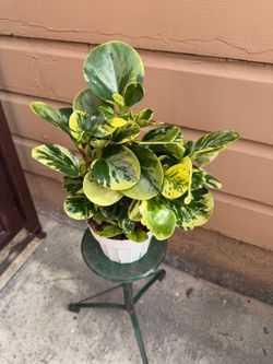 6” peperomia obtusifolia variegated