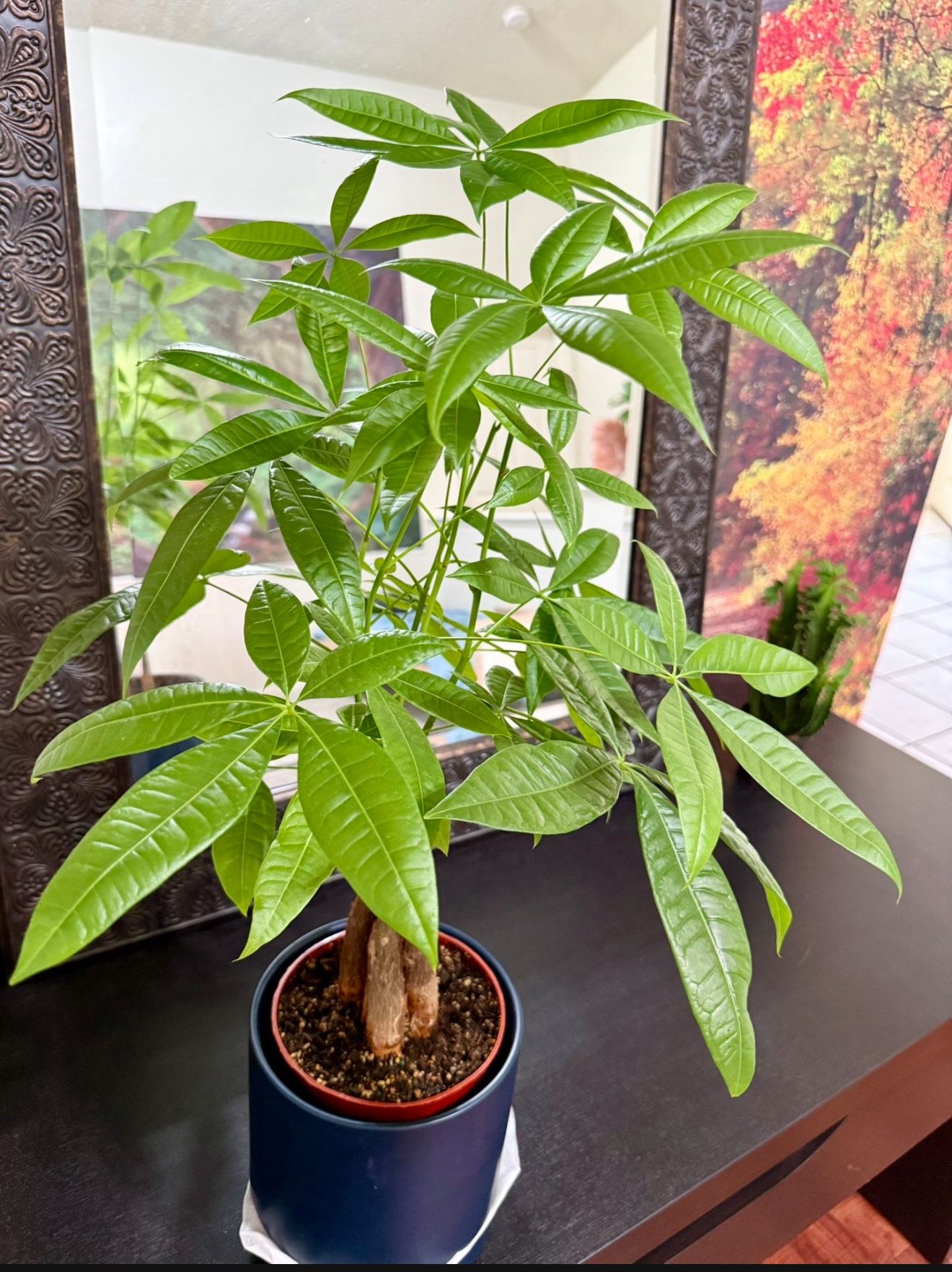 ♥️SUPER HEALTHY♥️Gud Luck Money Tree (PLS READ DESCRIPTION)