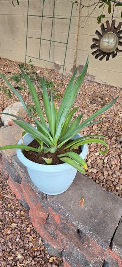 Live 12in Tall Blue Agave Plant in 10in Plastic pot