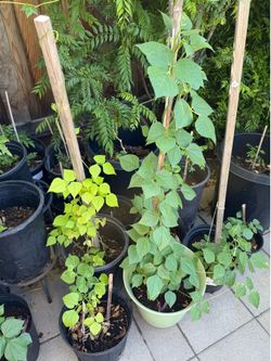 Val papdi/ flat beans / hyacinth / avarakkai plants for sale
