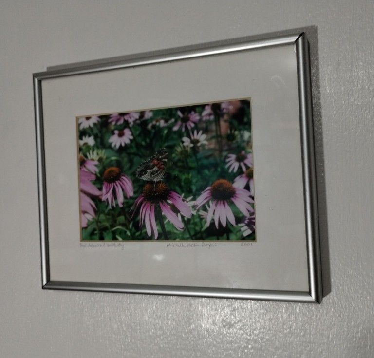 RED ADMIRAL BUTTERFLY - SIGNED - FRAMED PHOTOGRAPHY 10"×8"