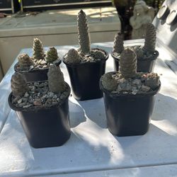 Tephrocatus $5 dolares casa Uno 