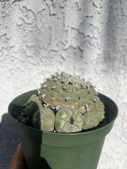 Rare Cactus 11 Heads