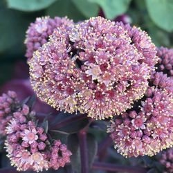 Sedum Night Embers