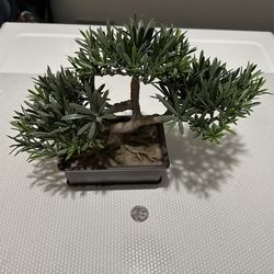plant Decor