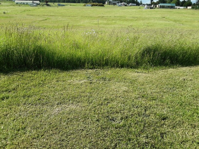 Standing Grass Hay