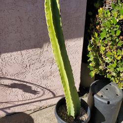 San Pedro Cactus