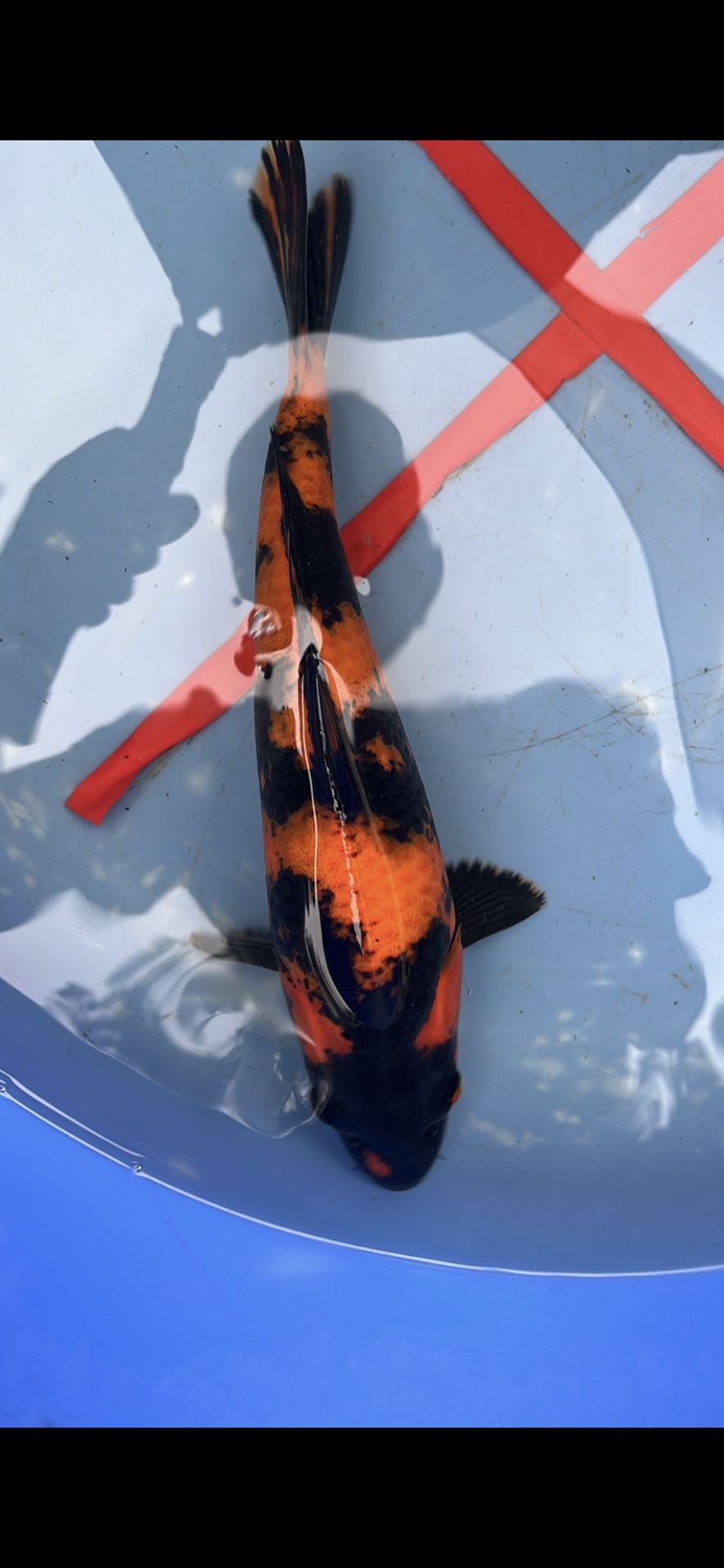Koi