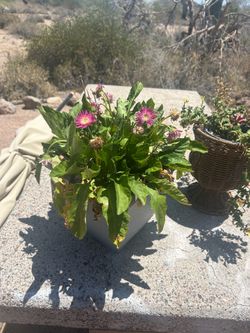 Live plants
